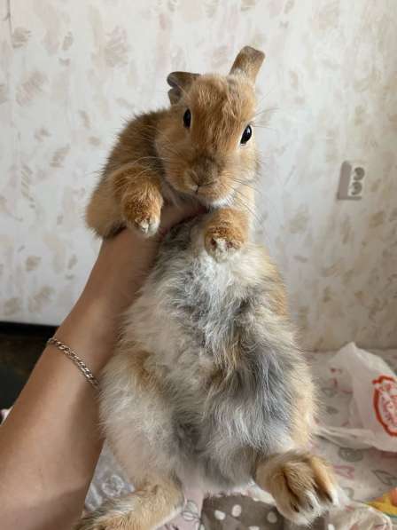 Карликовый кролик в Челябинске