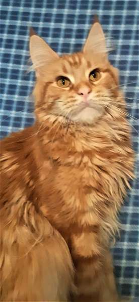 Красотка кремового солидного окраса из питомника Arktur в Тюмени фото 11