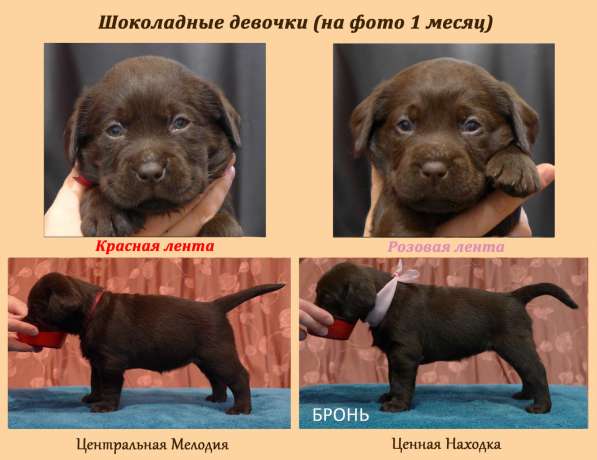 Высокопородные щенки лабрадора в Красноярске фото 3