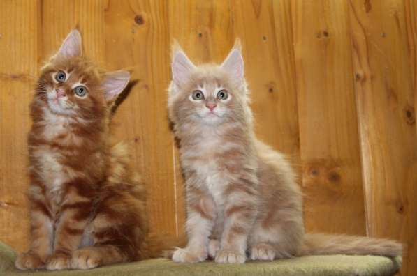 Рыжие Мейн куны в фото 10