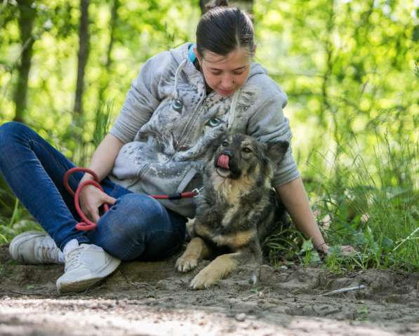 Милая и добрая Карри в добрые руки в Москве