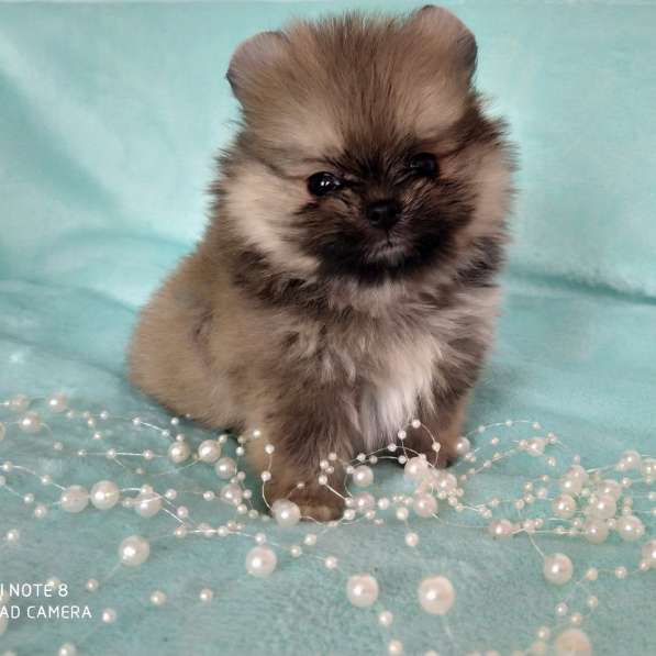 Щенки померанского шпица мальчики и девочки в фото 9