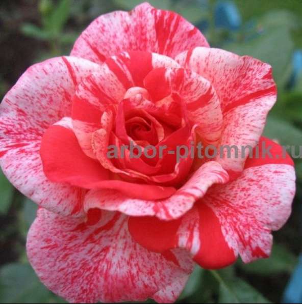 Саженцы кустовых роз из питомника, каталог роз в большом асс в Москве фото 3
