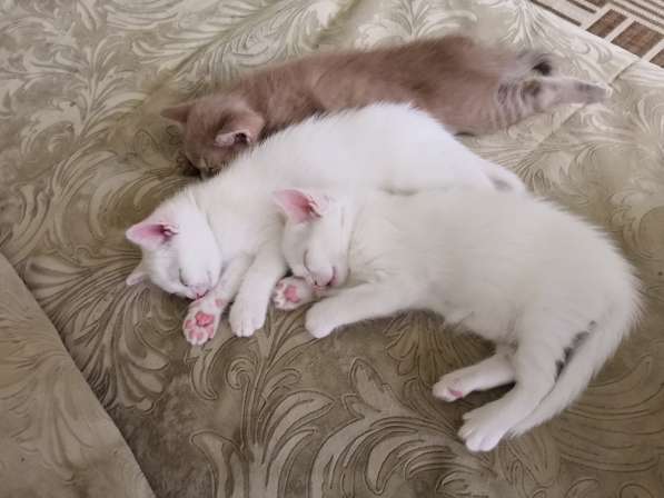 Отдам котят в добрые руки