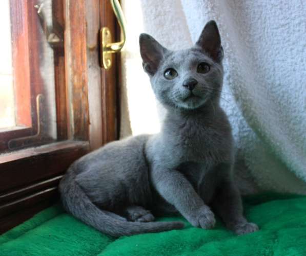 Котята русской голубой в Санкт-Петербурге фото 7