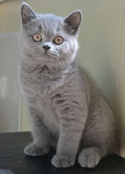 Котик породы британская короткошерстная в Хабаровске