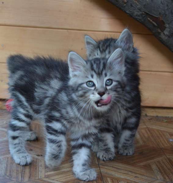 Котята с отличной родословной в Омске фото 14