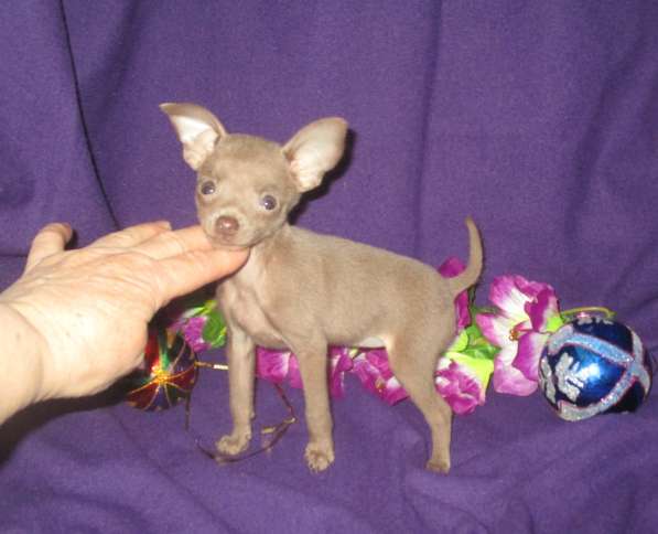 Реальные крошки в Волгограде фото 7