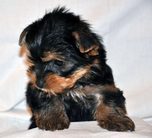 Продаётся мальчик - йоркширский терьер, родился 12 января