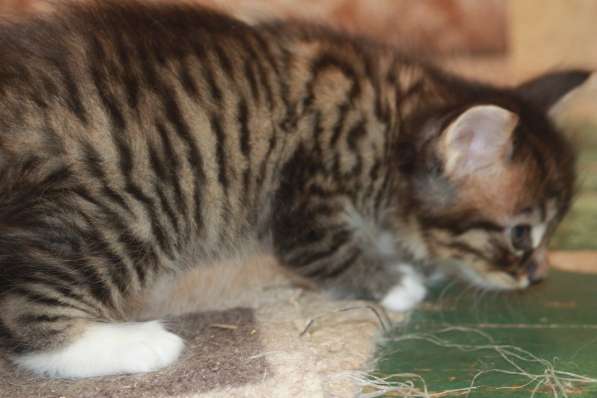 Котята курильского бобтейла в Астрахани фото 12