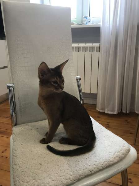 Абиссинский котик в Москве фото 7