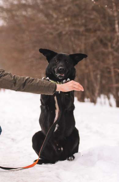 Самый обаятельный и позитивный пес Вокер ищет дом! в Москве фото 3
