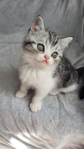 Котята шотландские Scottish Fold/Straight в фото 5