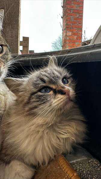 Кошечка в добрые руки в Краснодаре