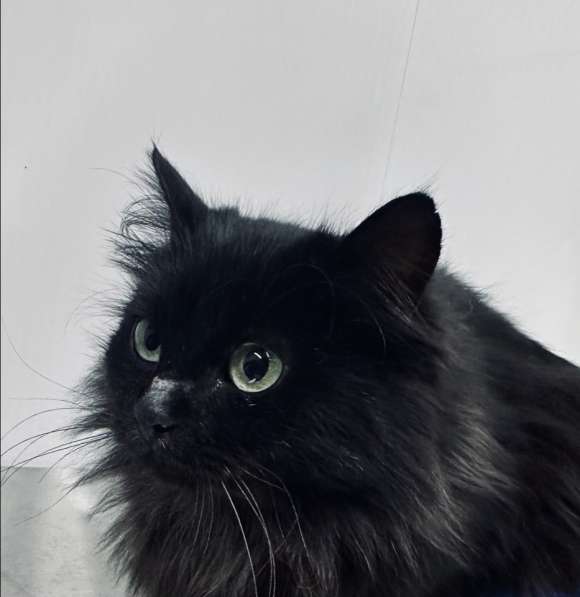 Роскошная пушистая черная кошечка Черника в дар в Москве фото 3