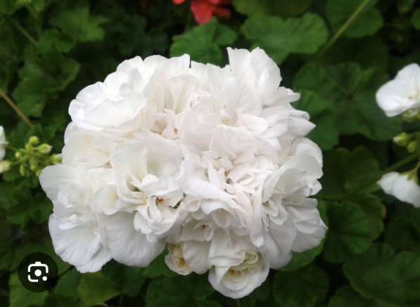 ЮВ-Гардения в обьеме 300мл