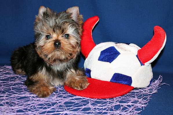 Стандартный мальчик Йоркширского терьера в Москве фото 3