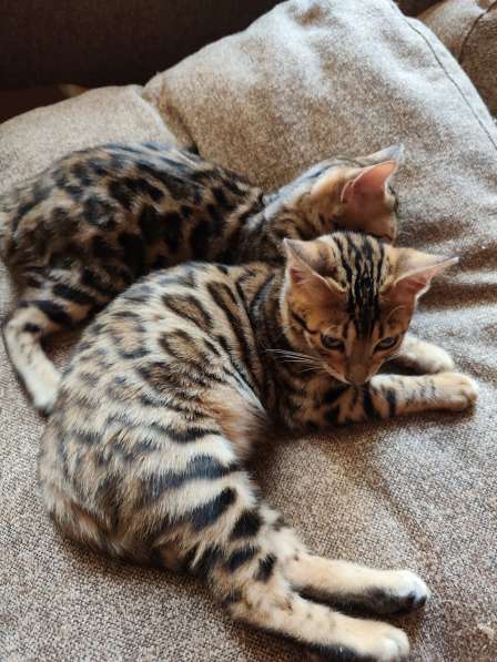 Котята в фото 6