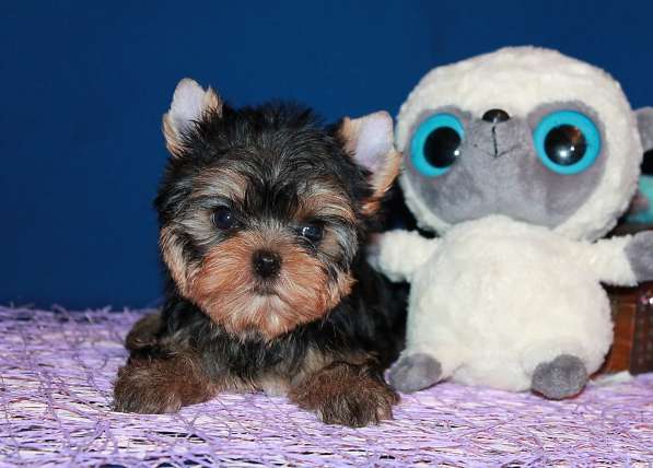 Щенок Йорк, мелкий стандарт в Москве фото 3