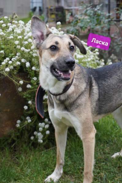 Ласковая собачка Ласка в добрые руки в Москве фото 3