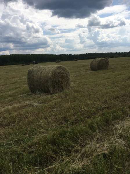 Сено в Асбесте