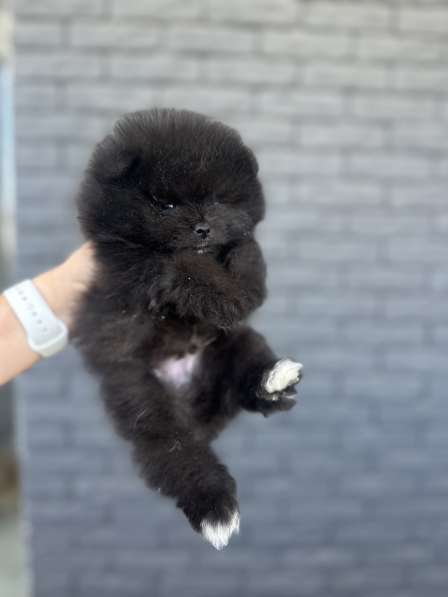 Щенки шпица в фото 3