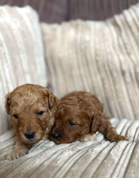 Щенки той-пуделя в Москве фото 3