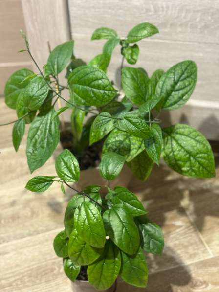 Клерадендрум