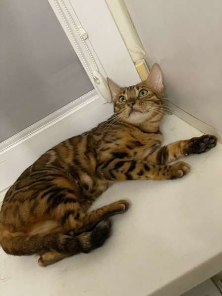 Бенгальская Кошка