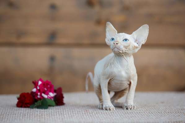 Стиль и нежность- Эльф, бамбино или сфинкс в Волгограде фото 3