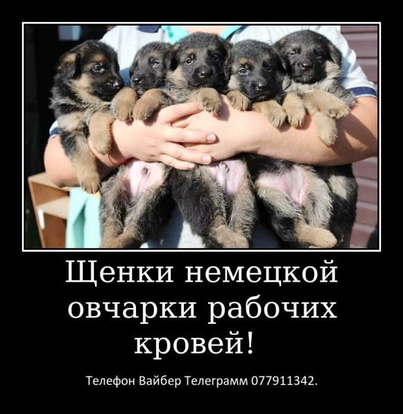 Щенки немецкой овчарки стандартного окраса! в фото 13