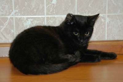 Отдам даром Рокки, роскошный черный котик-подросток в Москве