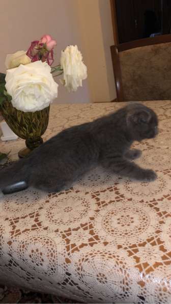 Шотландский котенок