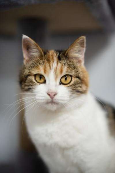 Необычная красавица Летти в добрые руки