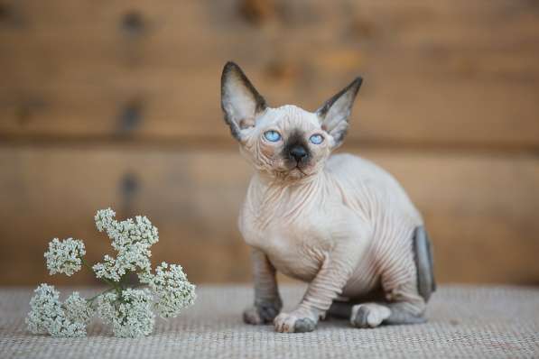 Стиль и нежность- Эльф, бамбино или сфинкс в Волгограде фото 4
