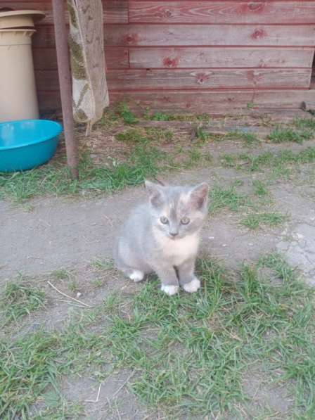 Шотландские котята в Куровском