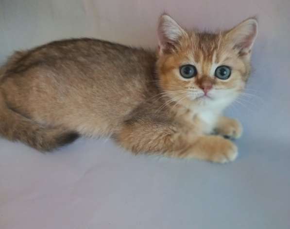 Шотландские котята золотая шиншилла в Краснодаре фото 5