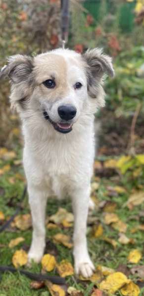 Щенок ищет дом в Нижнем Новгороде