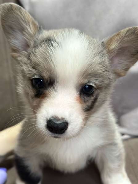 Корги кардиган в Павловском Посаде фото 7