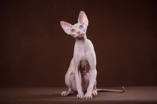 Красота – страшная сила – это сфинкс, эльф бамбино