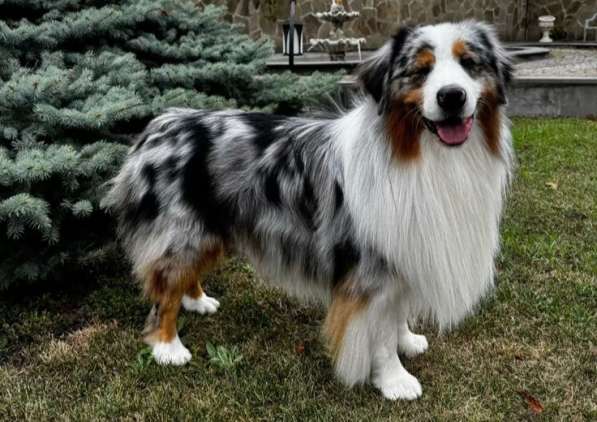 Puppies of different breeds в фото 12