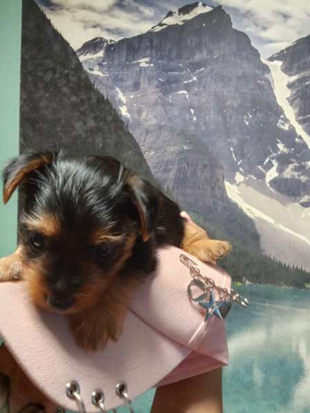 Продажа щенков Йорка в Москве фото 4