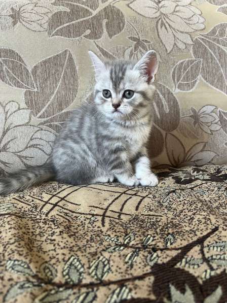 Британские котята в Барнауле фото 4