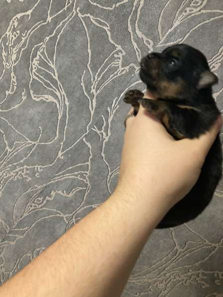 Продам щенков шпица