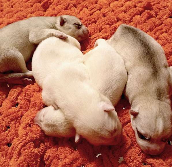 Открыта бронь на щенков хаски в Москве фото 25