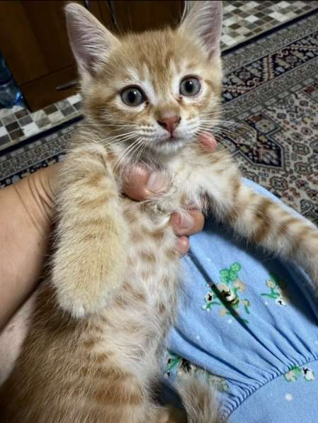 Отдам даром двух котят