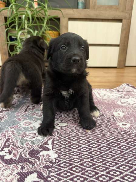 Щенки, отдаем даром, в добрые руки в Тольятти фото 3