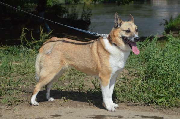 Собака ЛИЛУ даром