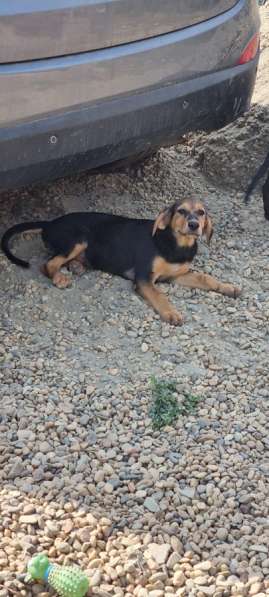 Предположительно "Русская гончая" в Краснодаре фото 5