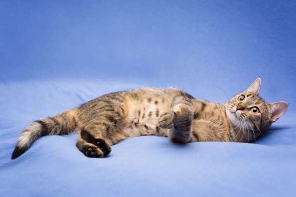 Очаровательная полосатая кошечка Джуля в добрые руки в Москве